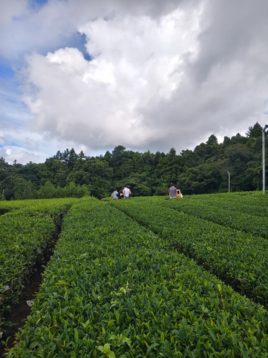 New attractions unlocked in jeju, south korea New attractions unlocked in jeju, south korea