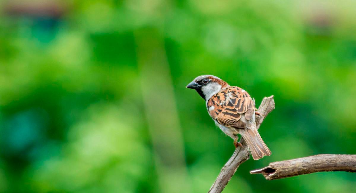 Indonesia foils attempt to smuggle 1,200 endangered birds Indonesia foils attempt to smuggle 1,200 endangered birds