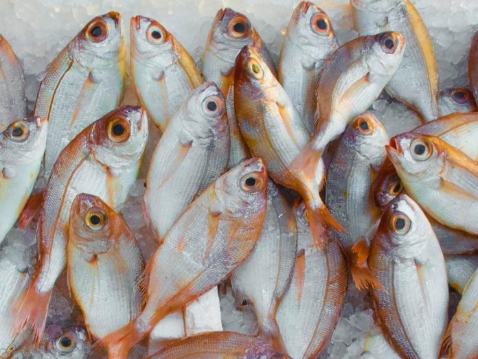 SPIA Malaysia tangkap lebih 52 tan ikan bandaraya di seluruh Malaysia