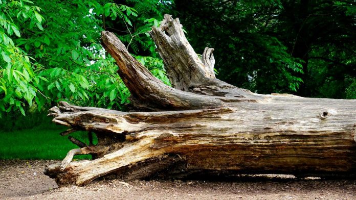 Seorang kanak-kanak maut, empat cedera dihempap dahan pokok di selatan California