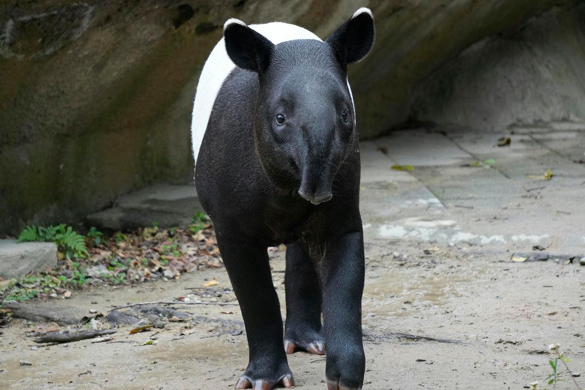 Campers mourn tapir mascot killed near MARDI Cherating Agrotech Park Campers mourn tapir mascot killed near MARDI Cherating Agrotech Park