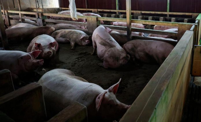 822 babi dijangkiti ASF dilupuskan di Tasek Gelugor