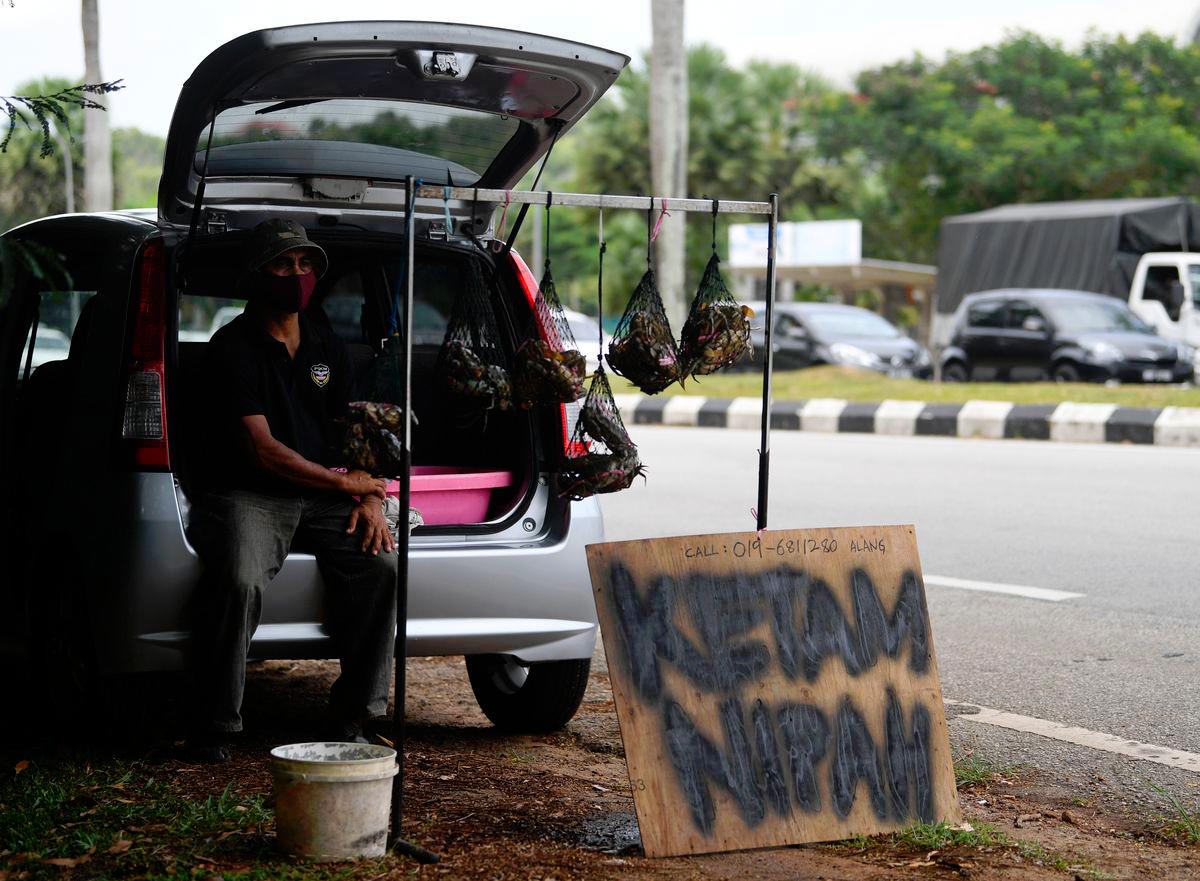 Langkawi-Melaka mud crab project aids fishermen in monsoon Langkawi-Melaka mud crab project aids fishermen in monsoon