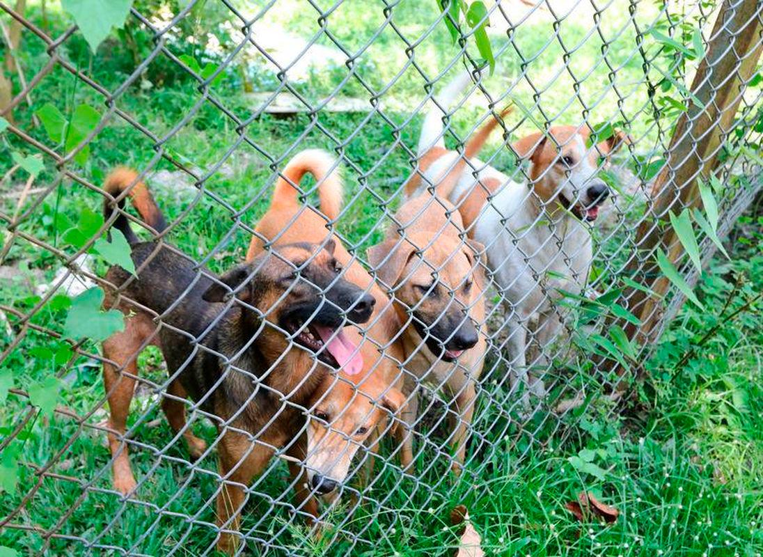 Stop the round-up of TNRM dogs Stop the round-up of TNRM dogs