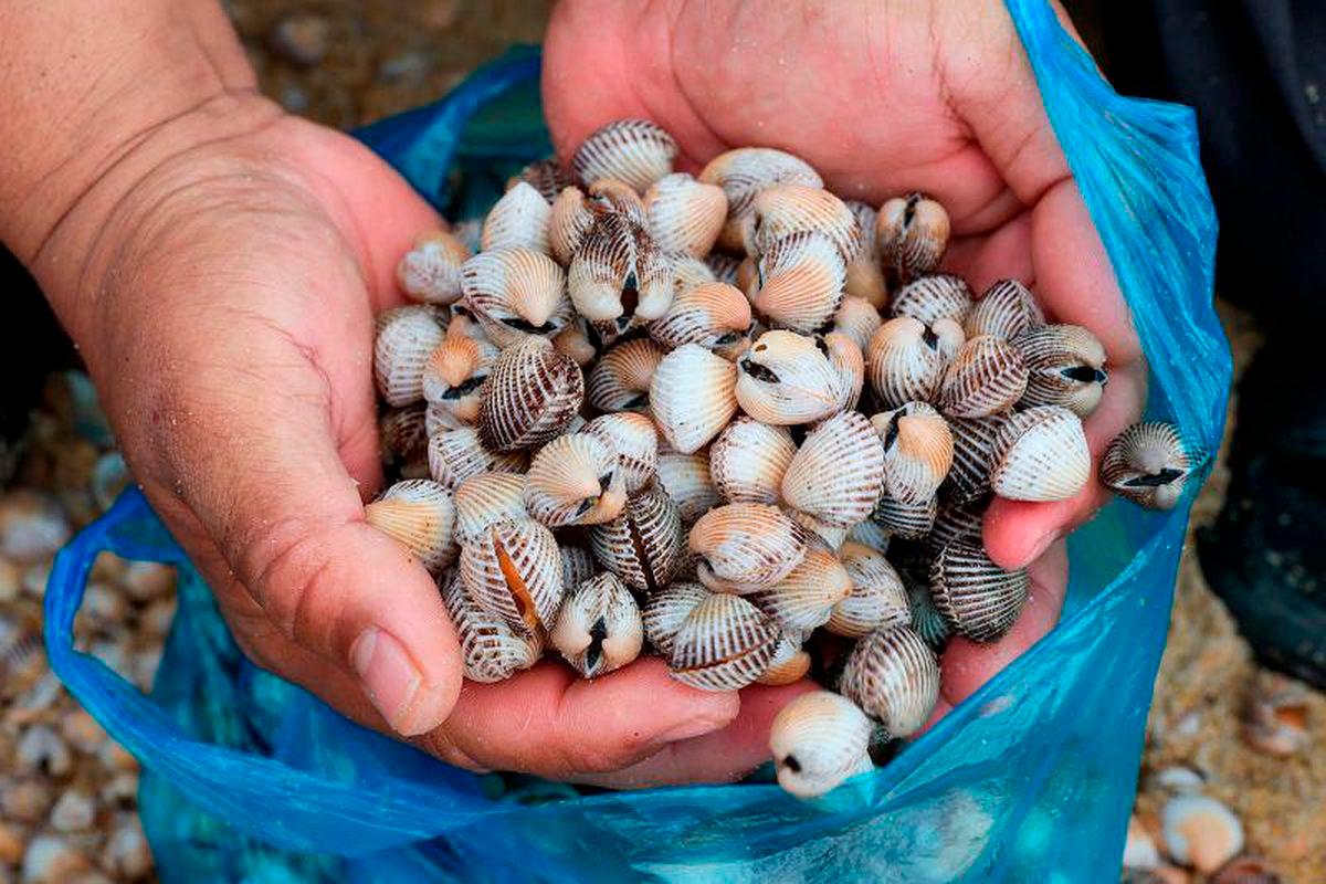 Sabah cockle industry potential hits RM34.4 million annually