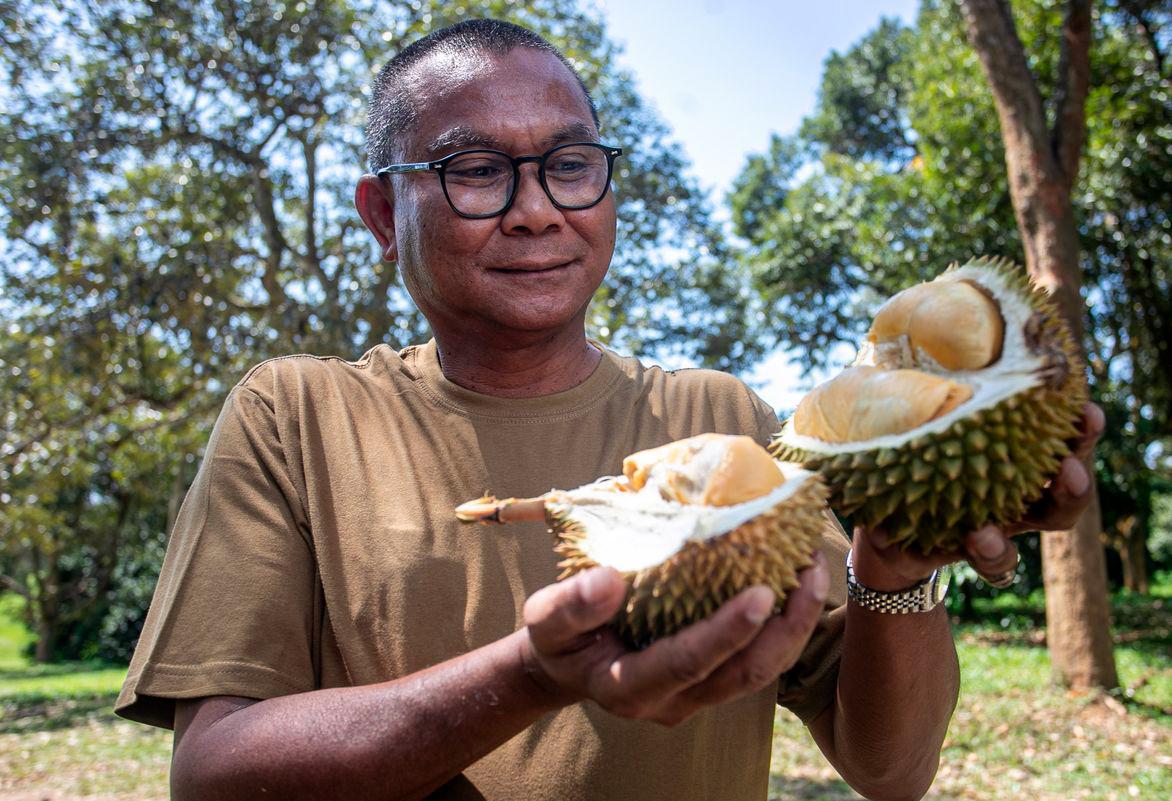 Mardi to launch three new durian varieties in Malaysia Mardi to launch three new durian varieties in Malaysia