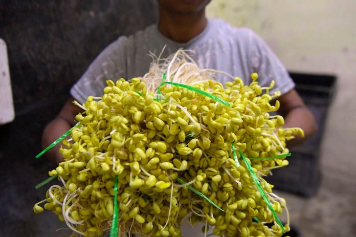 Menyingkap rahsia keistimewaan taugeh Ipoh