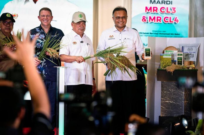 New padi varieties MR CL3 and MR4 combat weedy rice in Malaysia New padi varieties MR CL3 and MR4 combat weedy rice in Malaysia