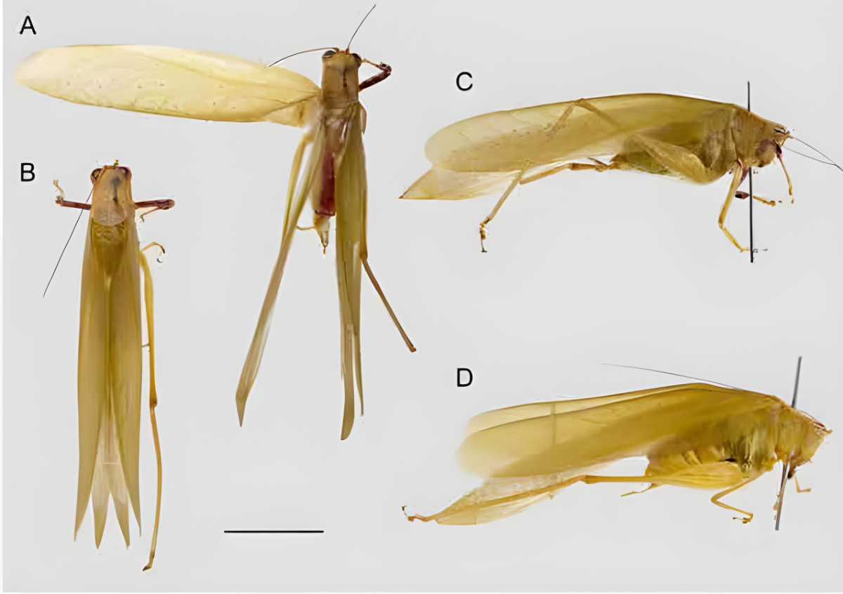 New leaf-like insects discovered in borneo Green and red insects tapiena dimidia, found deep in maliau basin’s rainforest