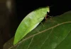 Leaf-mimicking tapiena munae, discovered at night in sabah’s sinipung hill forest.