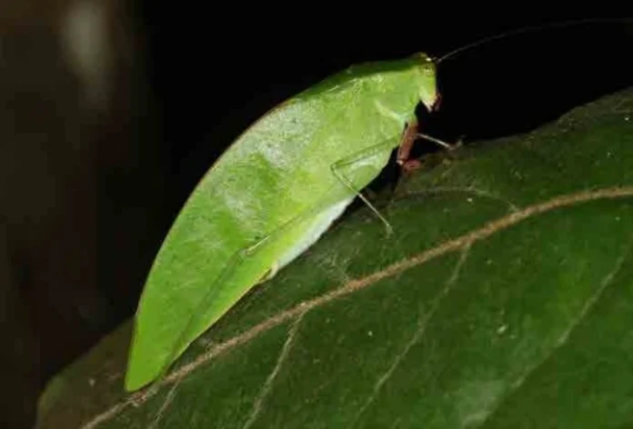 Grasshopper-Cricket-Tapiena munae Leaf-mimicking Tapiena munae, discovered at night in Sabah’s Sinipung Hill forest.