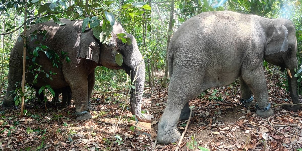 Six elephants captured in Kluang under translocation operation