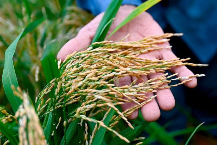 Sabah boosts padi productivity in six key districts with modern farming