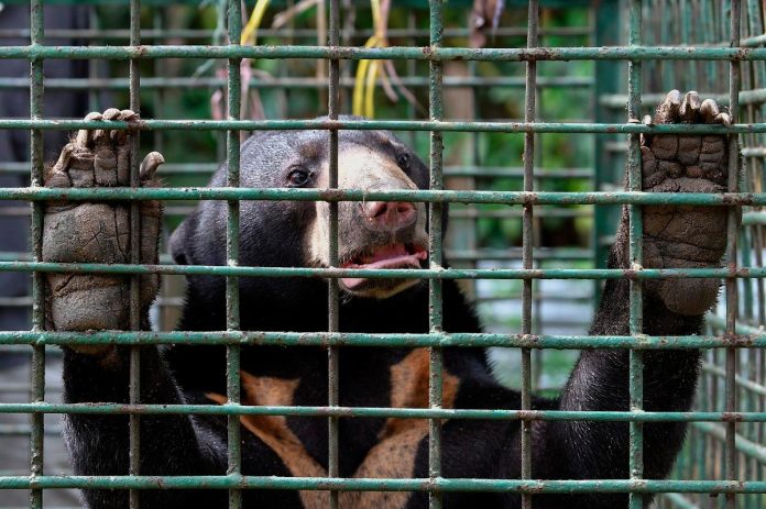 Sun bears spotted near Chukai school raise safety alarms
