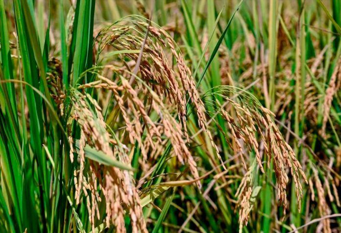 Projek infrastruktur penanaman padi lima musim di Kedah bermula lebih awal