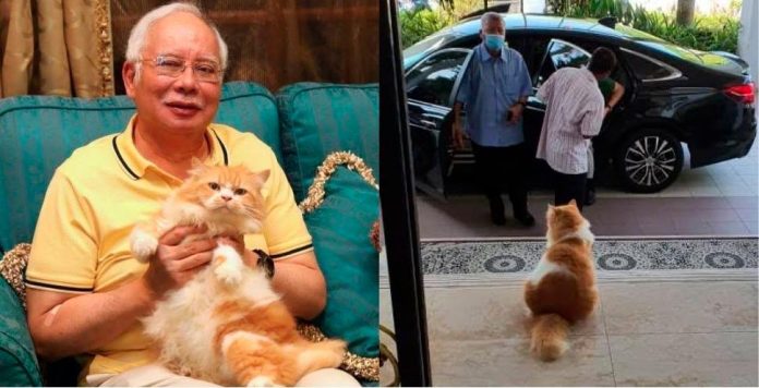 “Rest well, Kiky” - Najib mourns loss of beloved pet cat