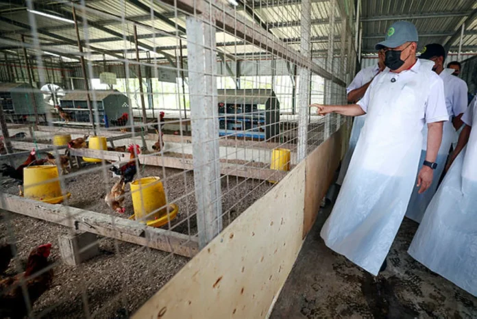 MARDI perluas pengeluaran ayam saga untuk tampung permintaan pasaran