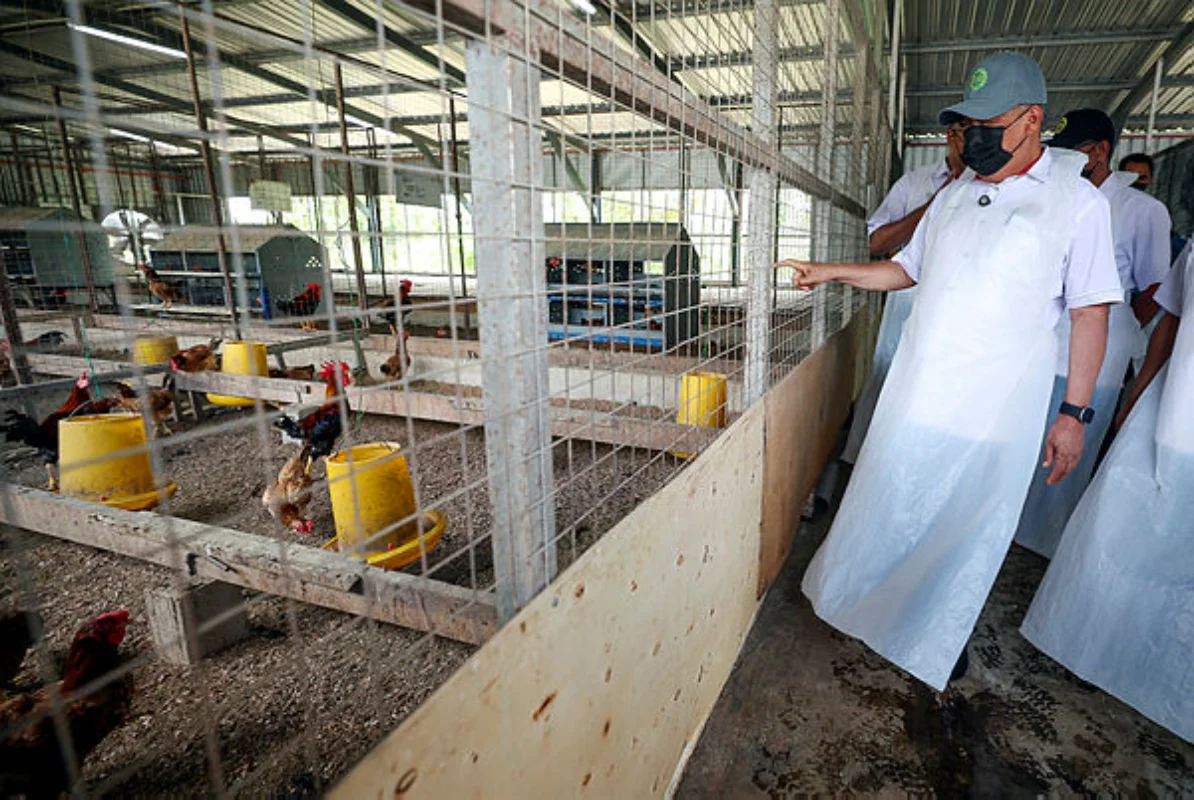 MARDI perluas pengeluaran ayam saga untuk tampung permintaan pasaran