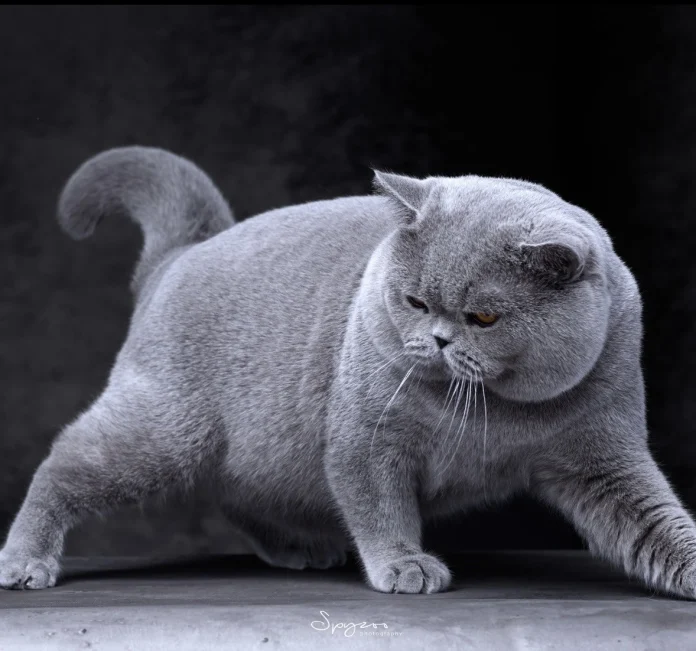 Best Cat of the Year China Division