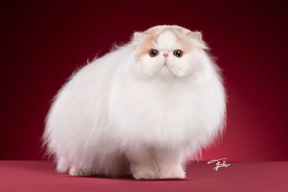 Best cat of the year international division