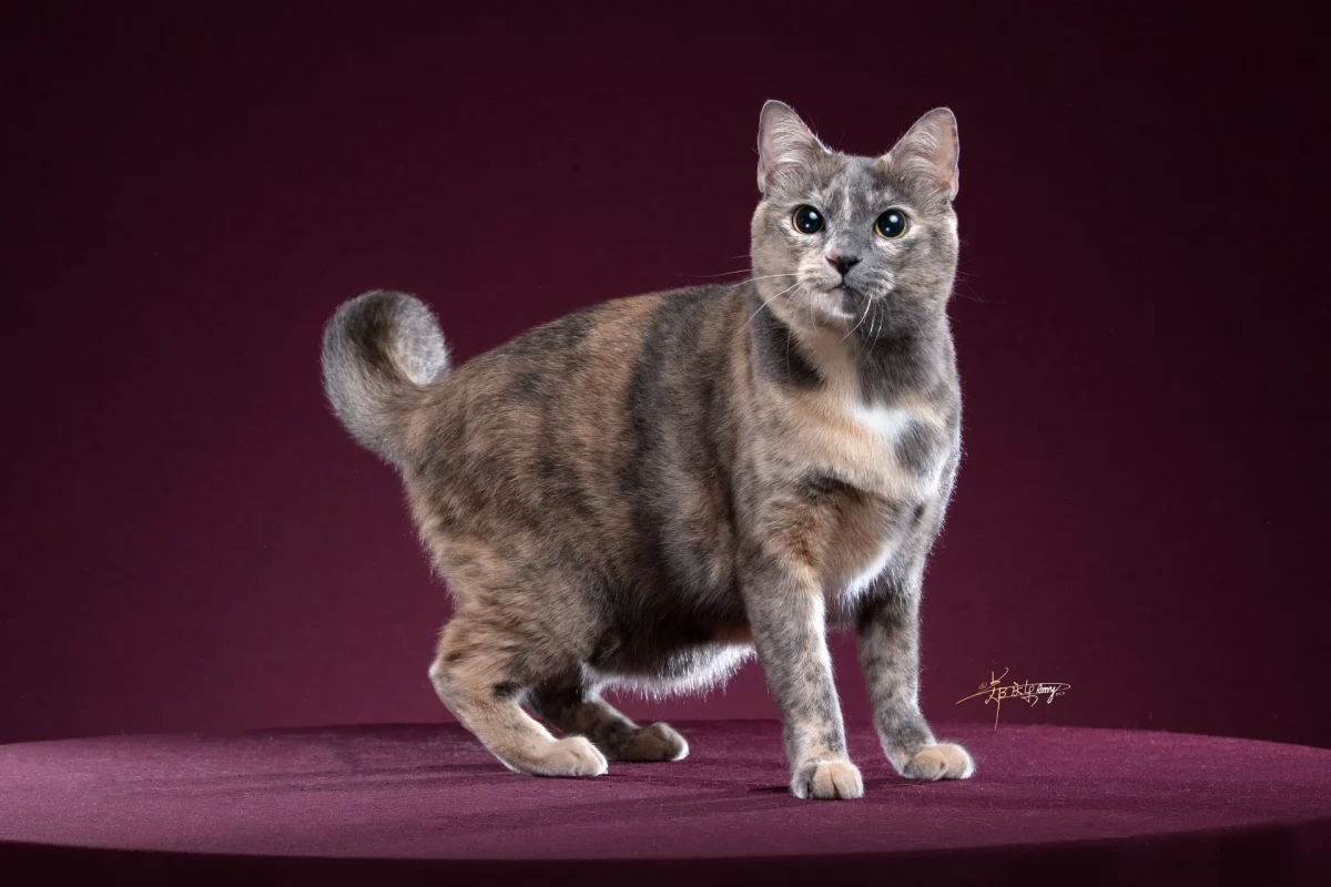 Best household pet of the year international division