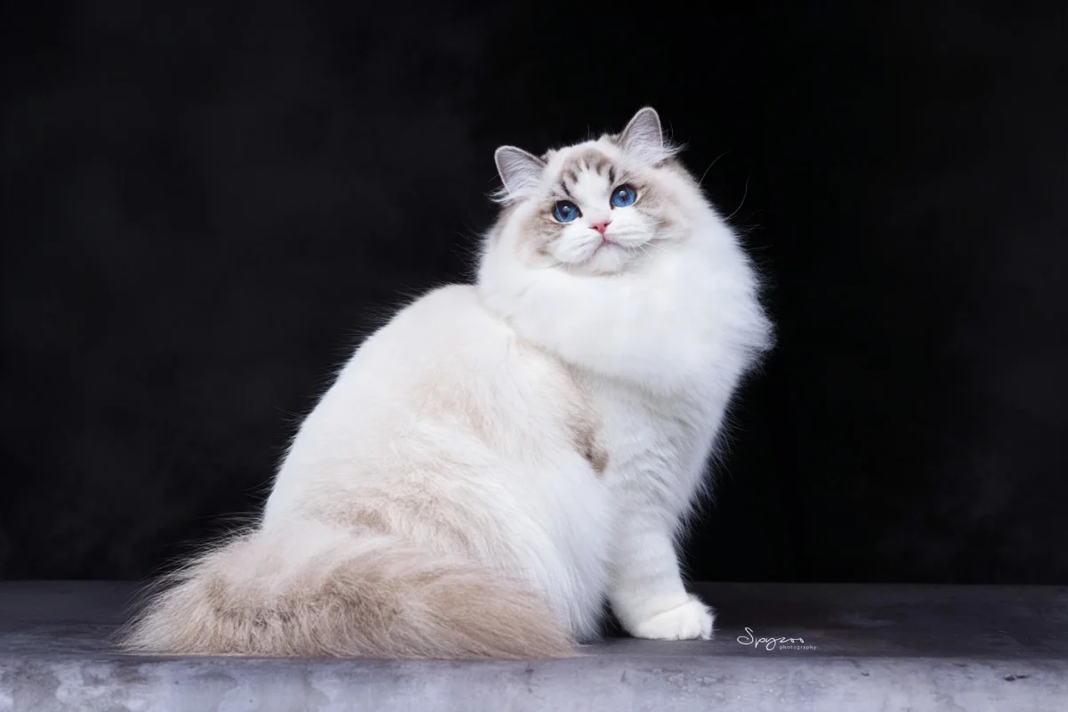 Best kitten of the year china