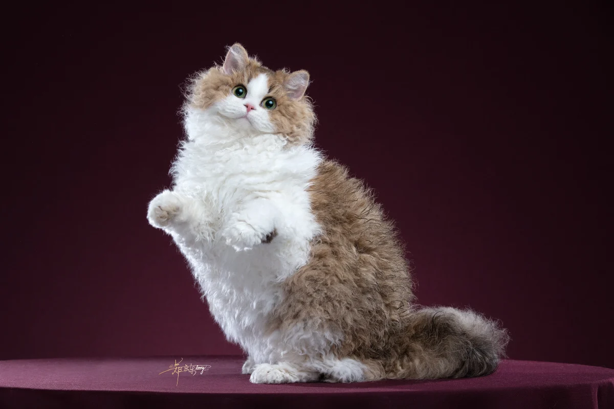 Best kitten of the year international division