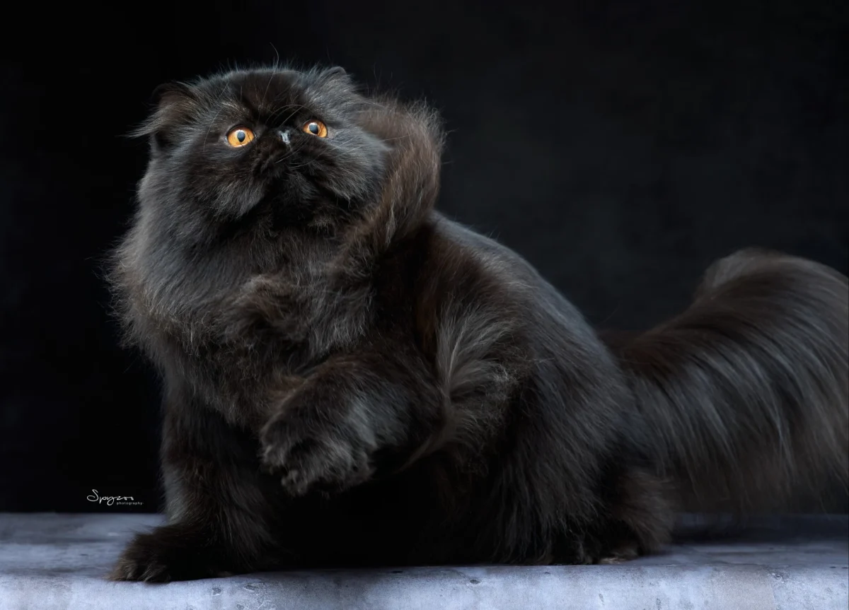 Best premier of the year china division