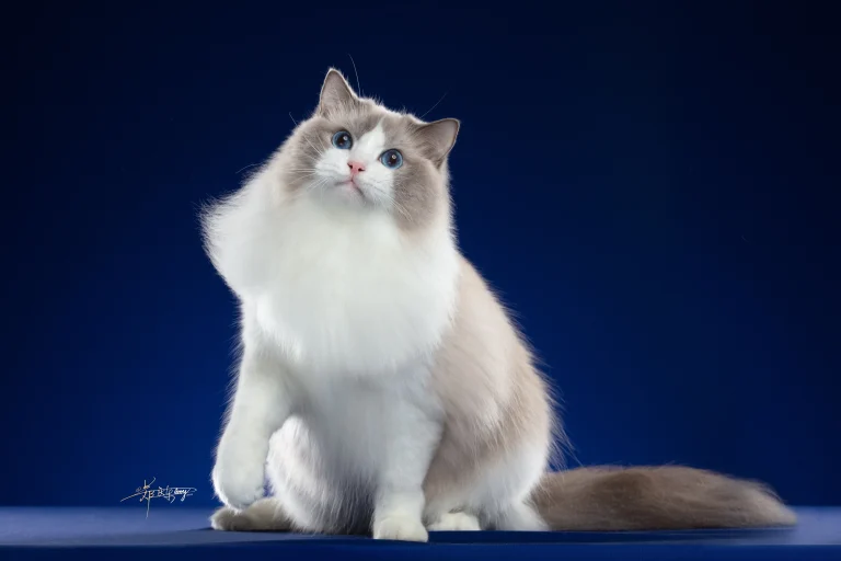 Cat lovers gather to crown best kitty in town
