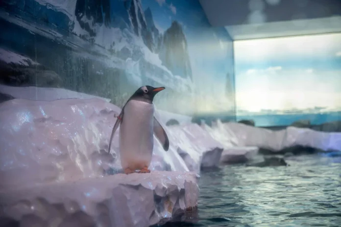 MPs demand probe into London Aquarium's windowless penguin enclosure