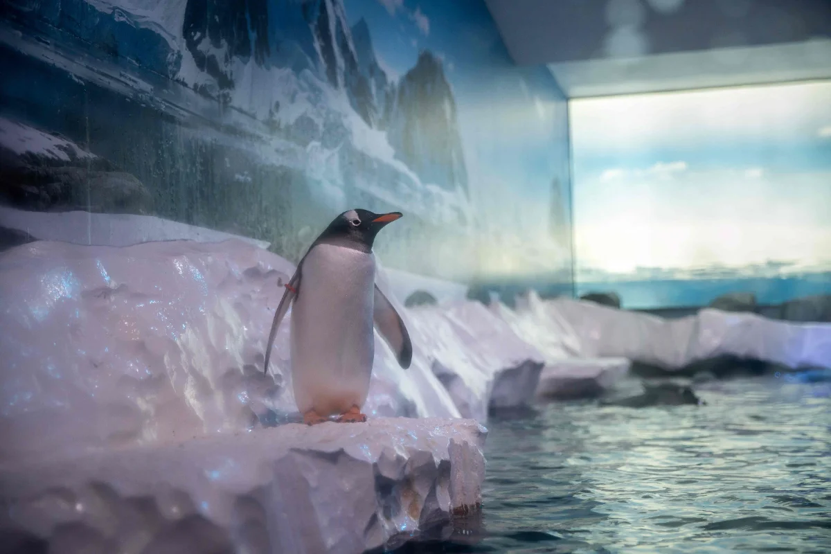 MPs demand probe into London Aquarium's windowless penguin enclosure MPs demand probe into London Aquarium's windowless penguin enclosure