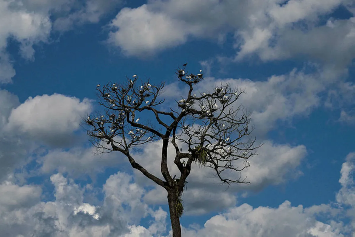 Five things to know about 'forest COP' host city Belem