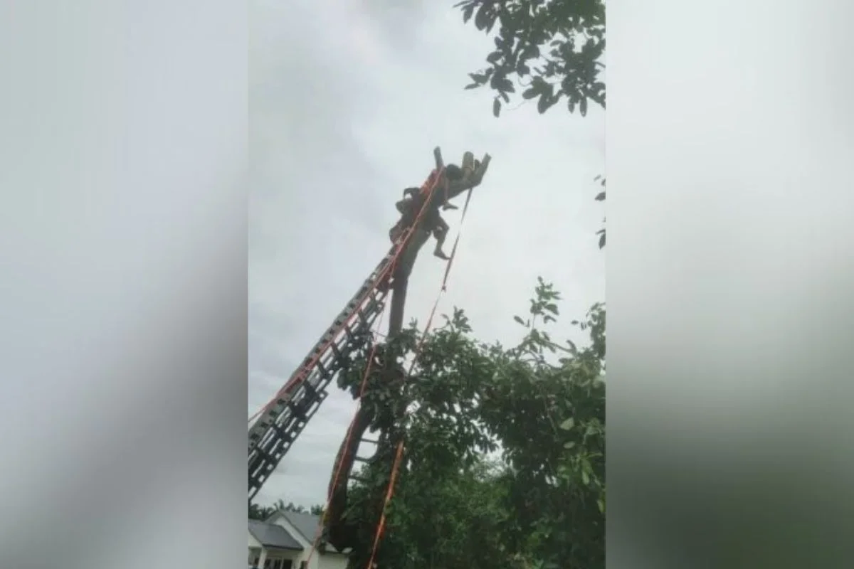 Firefighters_rescue_man_trapped_in_rambutan_tree_after_branch_fall