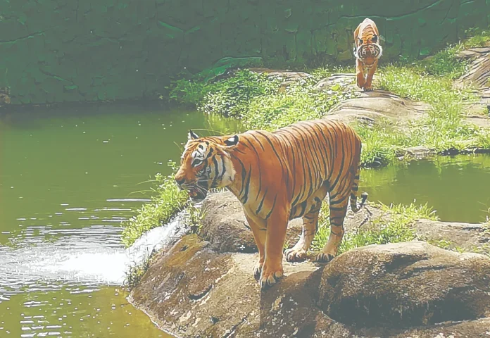 Crime syndicates trafficking tigers evolving rapidly