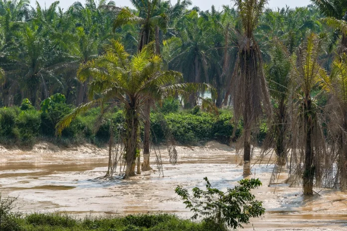 Sungai Johor tercemar akibat kerosakan kolam takungan sedimen Sungai Johor tercemar akibat kerosakan kolam takungan sedimen