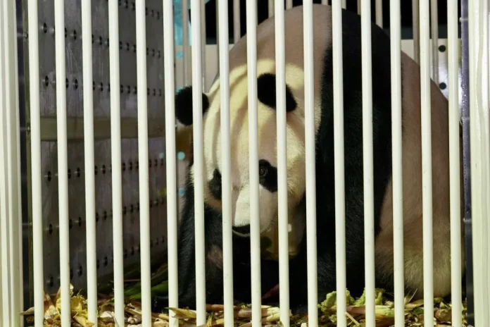 New_giant_pandas_arrive_in_Malaysia__symbolising_friendship_with_China New giant pandas arrive in Malaysia, symbolising friendship with China