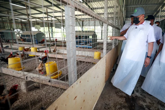 MARDI expands ayam saga chicken production to meet rising demand