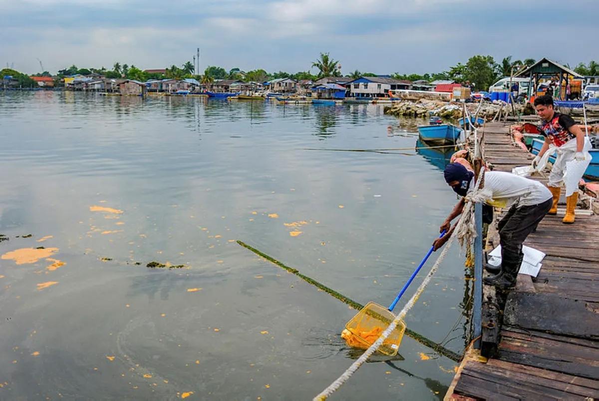 Pencemaran Sungai Johor musnahkan hasil tangkapan nelayan Pencemaran Sungai Johor musnahkan hasil tangkapan nelayan