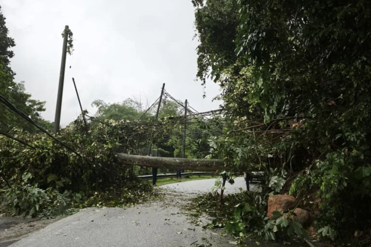 Senyar_storm_causes_49_fallen_tree_cases_and_one_death