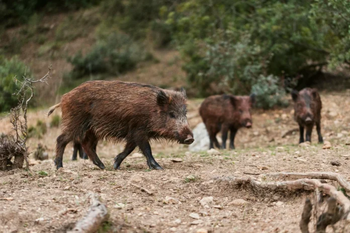 Spain detects first African swine fever cases since 1994 Spain detects first African swine fever cases since 1994