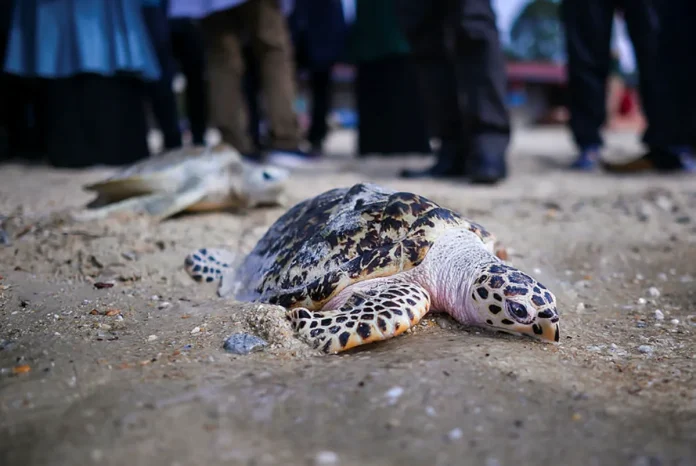 UMT gesa hentikan aktiviti beri makan penyu