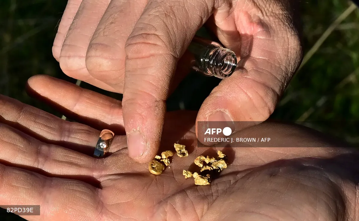 afp-20251102-82pd39e-v1-mockup-usgoldminingcalifornia Cody Blanchard of Heritage Gold Rush displays some gold he found in the area from using his metal detector to detect gold on October 27, 2025 in El Dorado County, north of Sacramento, California. Blanchard is hoping his Heritage Gold Rush can serve the niche market -- and help him turn a hobby into a thriving business. The store offers everything from basic tools to pan for gold in the river, such as pickaxes and scoops, to pinpointers and high-tech metal detectors that can cost thousands of dollars. The 35-year-old sanitation worker -- who organizes paid gold-digging tours -- says he had tripled his yearly average find from one ounce a year to three using the gadgets.