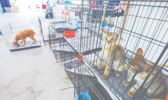 Plan in motion to facilitate animal welfare