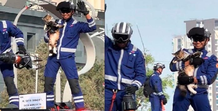 Cat named Shimba steals show at National Day Parade