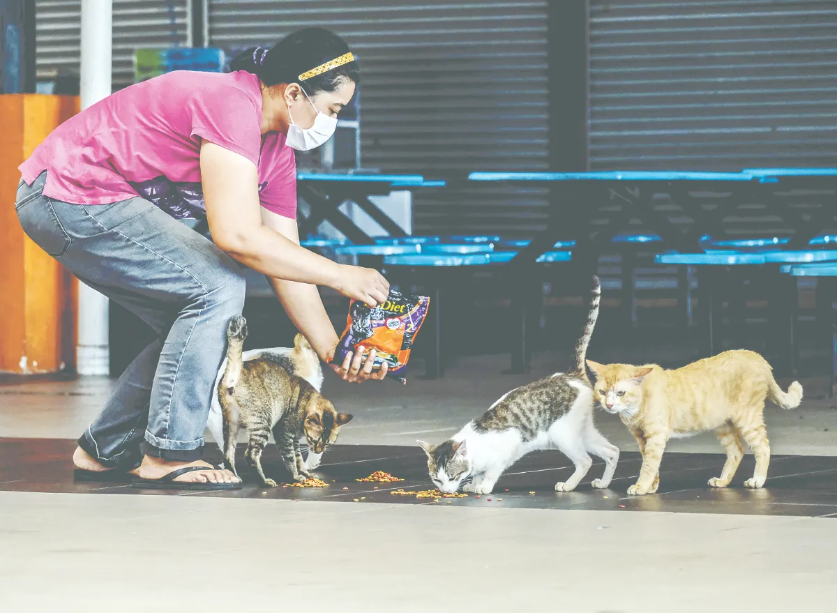 image-p11-lead-marinated-makcik-column-n Animal rescue