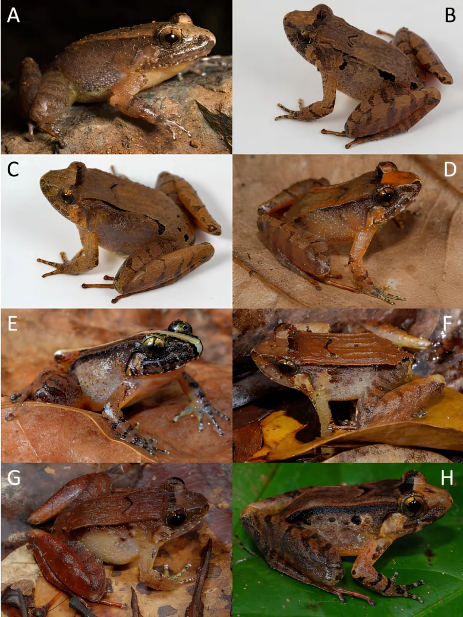 Researchers find eight new frog species in borneo rainforests
