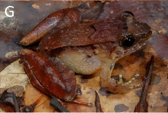 Limnonectes sarawakensis, a stream-dwelling frog found in Borneo’s forests, photographed in its natural habitat.