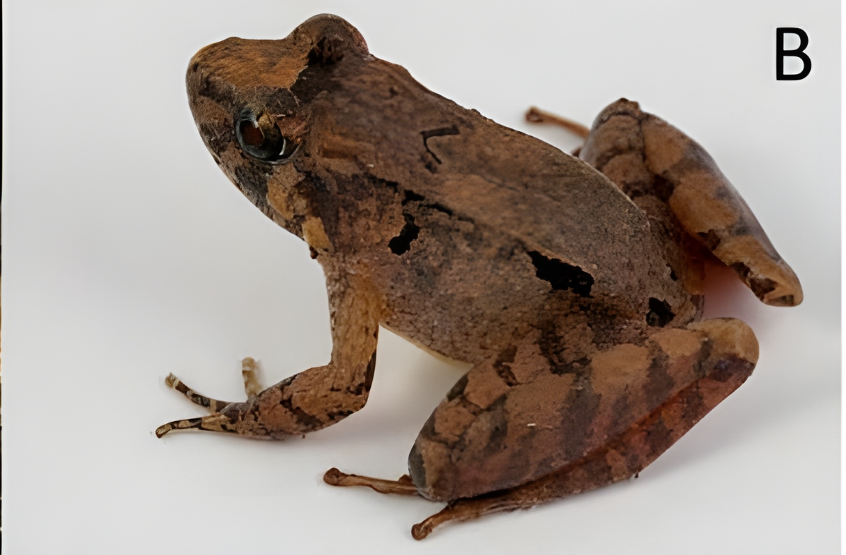 The newly identified limnonectes gunungensis, a highland fanged frogs from sabah’s montane streams.