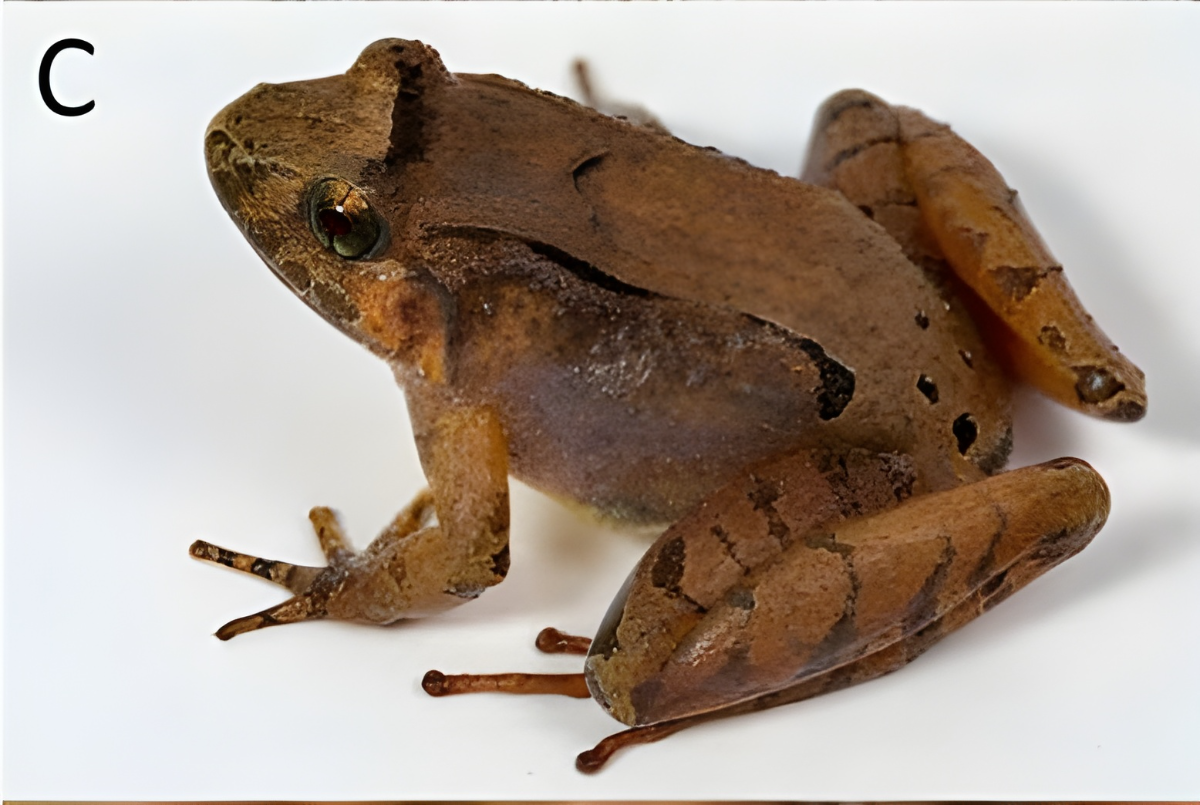 Researchers find eight new frog species in borneo rainforests