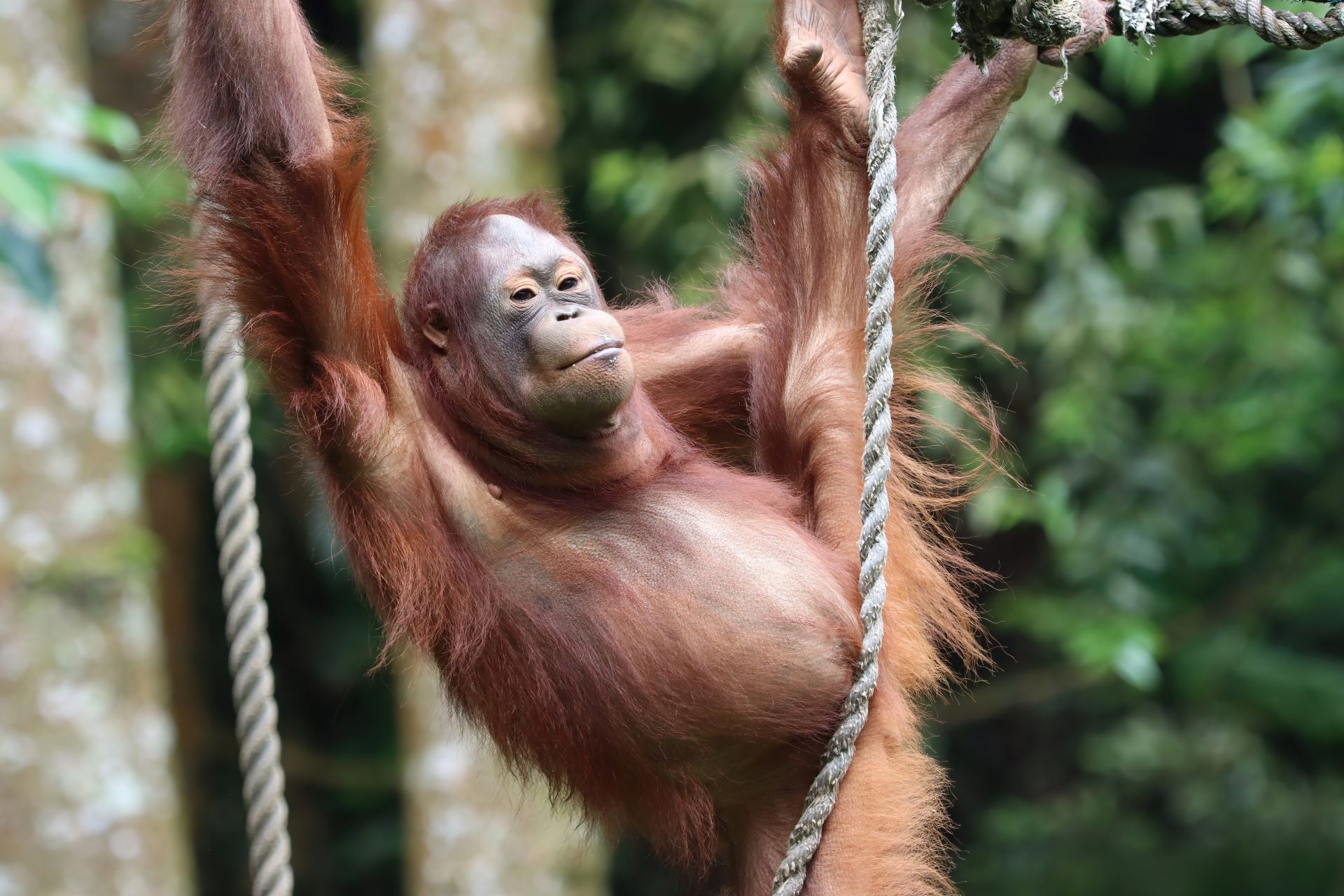 orangutan-playing-swing-holding-rope A wild orangutan in Sarawak, one of the species local youths are learning to protect. – PIC FROM FREEPIK
